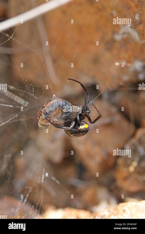 False Black Widow Hi Res Stock Photography And Images Alamy