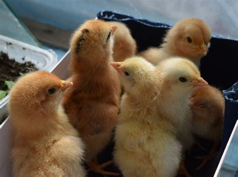 The Basics Of Raising Chickens Homesteaders Of America