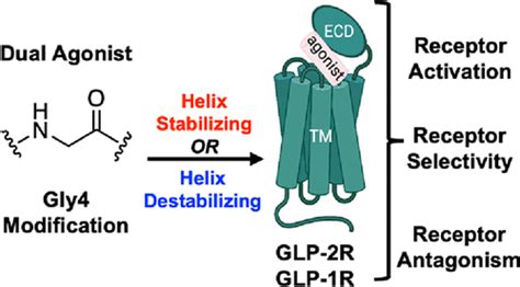 Differential Responses Of The Glp And Glp Receptors To N Terminal