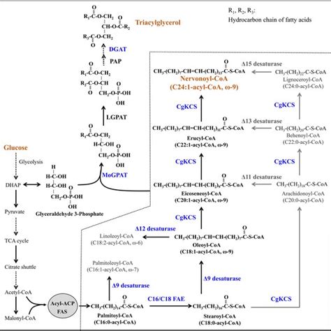 Biosynthetic Pathways For Nervonic Acid Production In Engineered Y