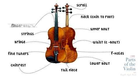 Violin Parts Diagram