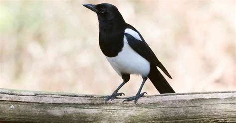 Magpie Behaviour - AnimalBehaviorCorner