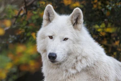 White Wolf Hudson Bay Wolf Canis Lupus Hudsonicus Stock Image Image