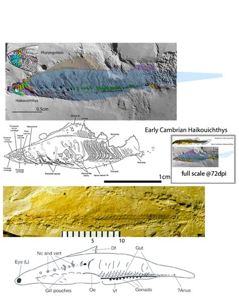 Haikouichthys Dunyu And Hemicyclaspis