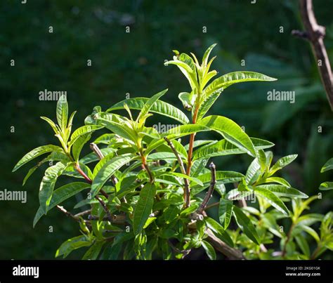 My Organic Edible Garden Lemon Verbena Bush Aloysia Citrodora A