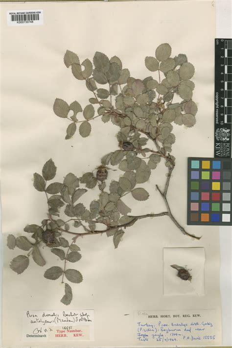 Rosa Dumalis Bechst Plants Of The World Online Kew Science