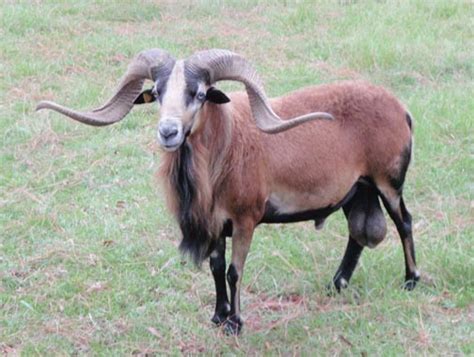 American Barbados Blackbelly Sheep Registry