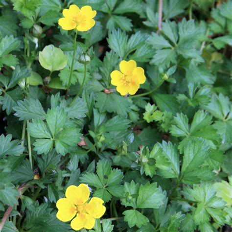 Potentilla neumanniana cinquefoil for sale | Rare Roots