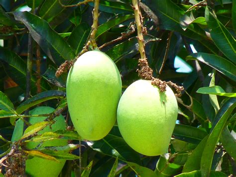 Kostenlose foto Baum Ast Frucht Blume Lebensmittel Grün