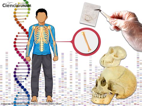 La Genética Como Herramienta Para Explicar La Variabilidad Humana