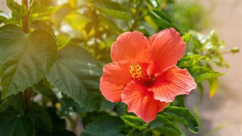 How To Grow And Care For A Hibiscus Tree A Flowering Plant That Can