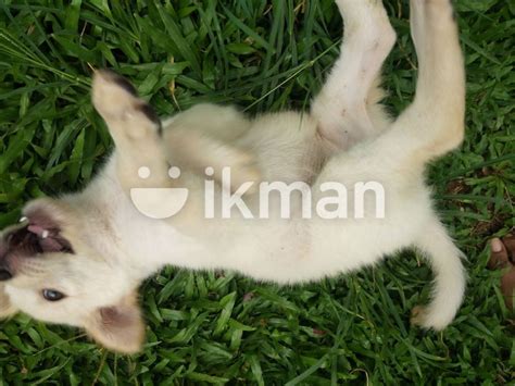 Puppies For Kind Home For Sale In Kadawatha Ikman