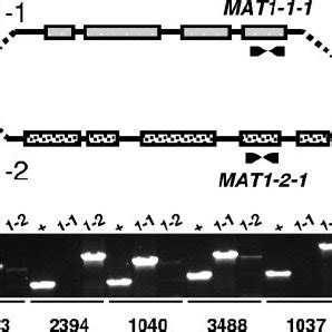 Determination Of Mating Types Of Coccidioides Spp PCR Amplification Of