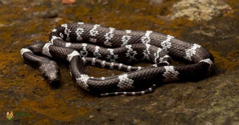 Black Snakes With White Stripes