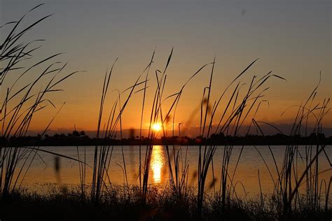 Sunset sawgrass Photograph by Alex Silvestri - Fine Art America