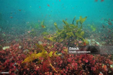 Algas De Colores En Agua Turbia Foto De Stock Y Más Banco De Imágenes