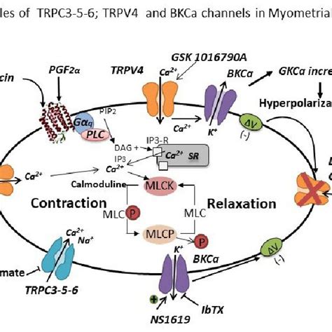 Schematic Summary Role Of Trpv And Gkca In Human Myometrial Cells