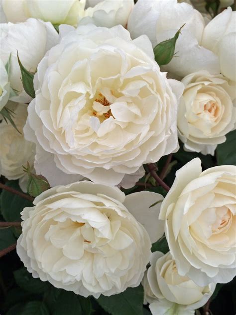 Desdemona – a new white English rose for 2015 – Susan Rushton