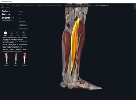 muscles soleus anatomy physiology