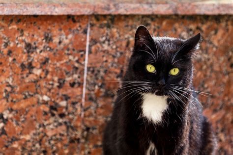 Internet in Disbelief Over Cat With the Longest Whiskers: 'Majestic' - Newsweek