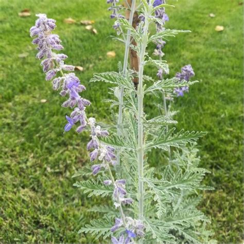 Perovskia Atriplicifolia Blue Spire