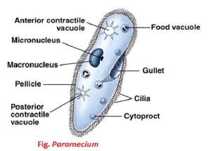 General Description of Paramecium