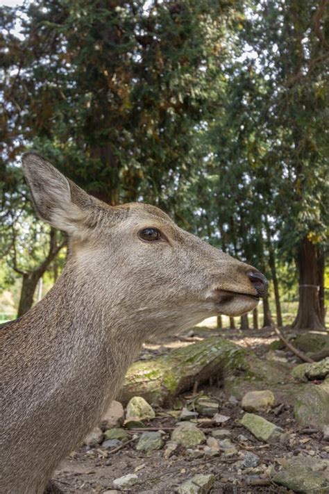 Deers In Nara Park Japan The Deers Roam Freely Are Symbol Of The