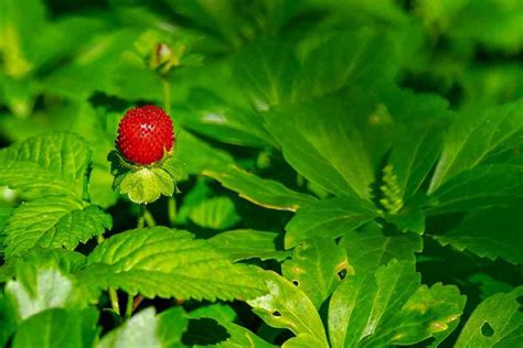 Coltiva Le Fragole Sul Balcone A Casa Applicando Il Metodo Del