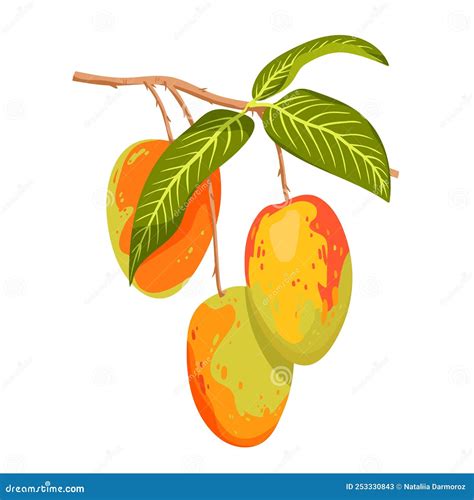 Mango Fruit Hanging On Tree Branch With Green Leaves Botanical Mango