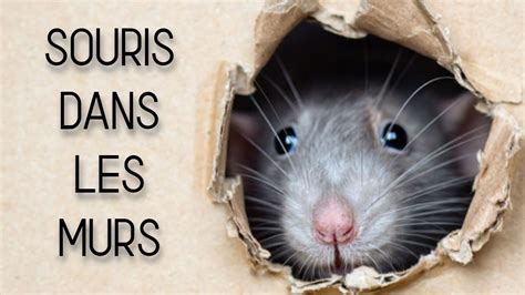 Souris Dans Maison Danger Ventana Blog