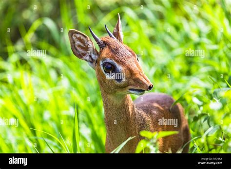 Dik dik antelope in Tarangire National Park, Tanzania Stock Photo - Alamy