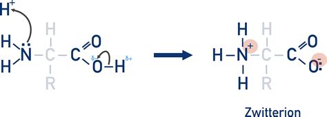 Amino Acids Zwitterion Reaction at Annie Geil blog 