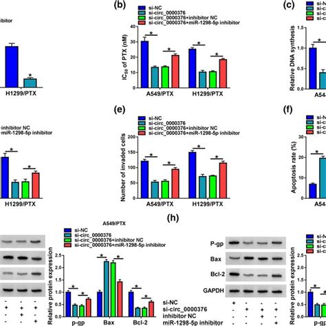 Circ Was Overexpressed In Paclitaxel Ptx Resistant Nonsmall