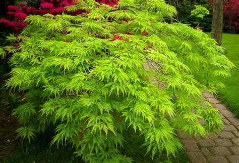 Varieties Of Japanese Maple Trees With Colorful Foliage