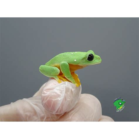 Black Eye Tree Frog Captive Bred Baby Strictly Reptiles
