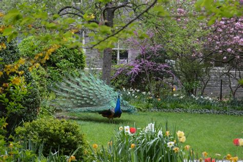 St John The Divines Famous Resident Peacocks Retire To A Sanctuary