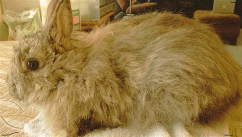 Jersey Wooly Rabbit 5 Top Facts To Remember Before Buying