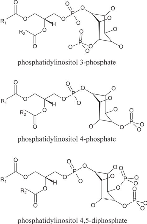 Structures Of The Most Important Phosphoinositides Download Scientific Diagram