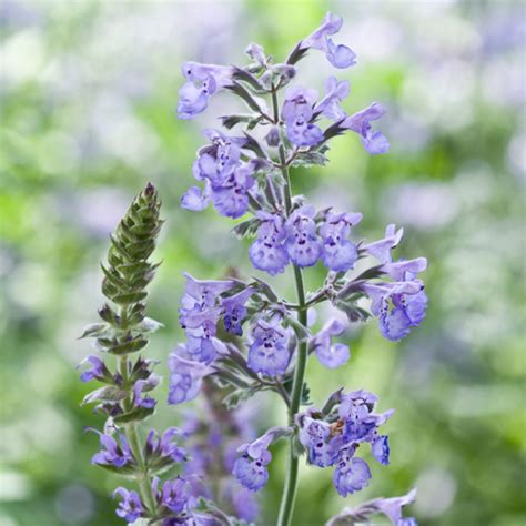 Nepeta Mussinii Syn Nepeta Racemosa Dwarf Catmint In Gardentags Plant