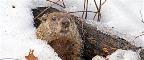 Will Wiarton Willie See His Shadow On Groundhog Day? You Can Bet On It