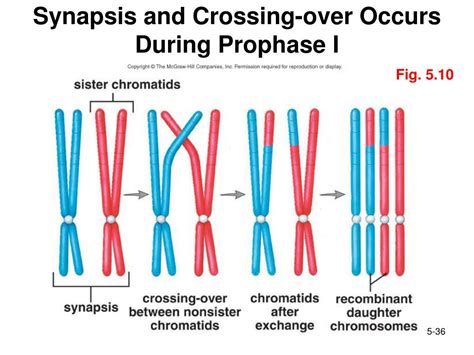 Ppt Chapter 5 Cell Division Powerpoint Presentation Free Download Id 1702445