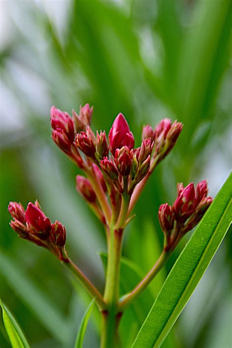 Oleander Blumen Blüht Kostenloses Foto auf Pixabay Pixabay