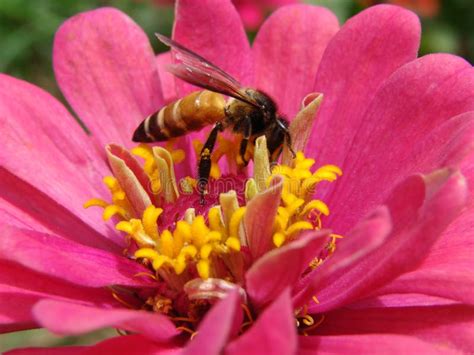 A Honey Bee Collecting Nectar of Flowers Stock Photo - Image of honey ...