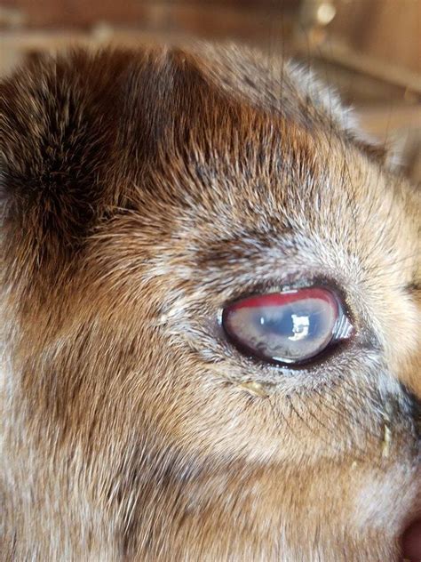 Goat Pink Eye Identifying And Treating It Goat Journal