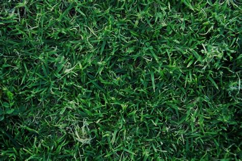 Grass Surface Texture Free Photo