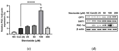 Cells Free Full Text Stevioside Enhances The Anti Adipogenic Effect