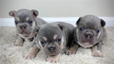 4 Week Old Lilac And Tan Frenchies Youtube