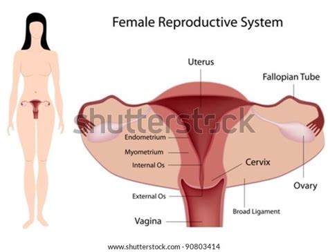 17 張 Internal os of cervix 圖片、庫存照片和向量圖 | Shutterstock