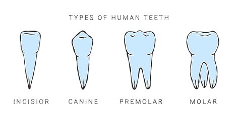 Types Of Human Teeth Sketch Style Drawing Infographics In Dentistry