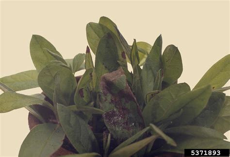 Cylindrocladium Blight And Root Rot Cylindrocladium Scoparium On Rhododendrons And Azaleas